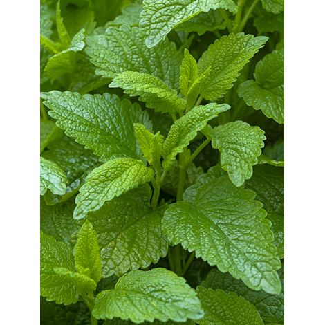 Mélisse citronnelle 'Citro Quick' le sachet de 800 graines (0,5g)