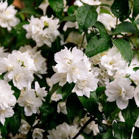 Seringat des jardins Mrs El Robinson, Philadelphus/Pot de 3L - 20/40 cm