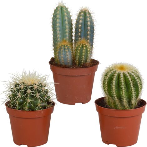 Mélange de 3 Cactus aux Formes et Couleurs Variées, Plantes d'Intérieur, Ø 8,5 cm, sans Pot - PANGIVO (1/5)