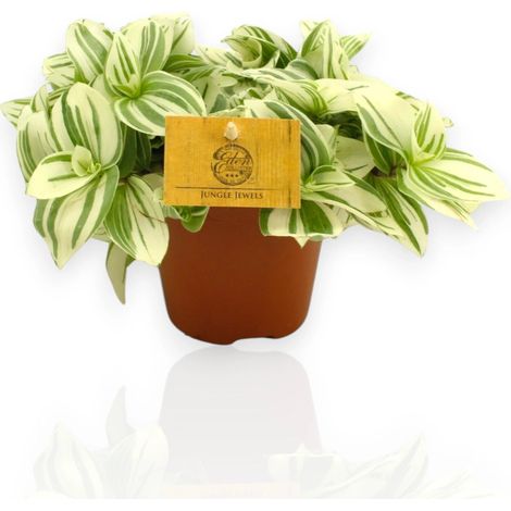Gardenaria Tradescantia cerinthoides Brightness - Pianta da interno ornamentale - Altezza: 25 cm (vaso 15)