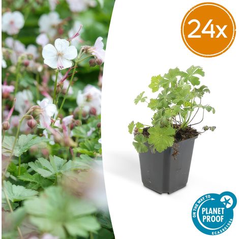 Lot de 24 Géraniums vivaces 'Biokovo' Couvre-sol Fleurs Blanc-Rosé Hauteur 10-25 cm Pot Ø9 cm - PANGIVO (1/5)