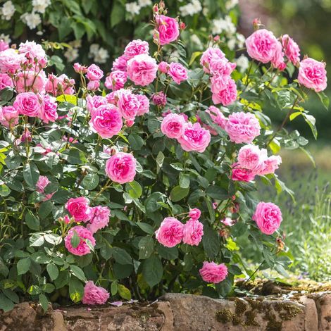 Gardenaria Rosa 'Gertrude Jekyll' - Rosa da giardino - Altezza: 40/50 cm (vaso20) (1/5)