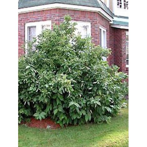 Calycanthe, Arbre Pompadour de Floride Pot de 2L/3L (1/4)
