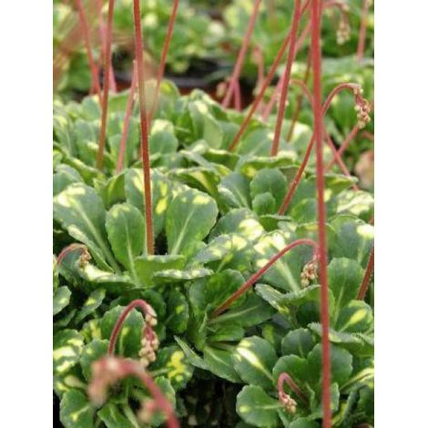 Désespoir du peintre 'Variegata' Godet de 8/9 cm (1/2)