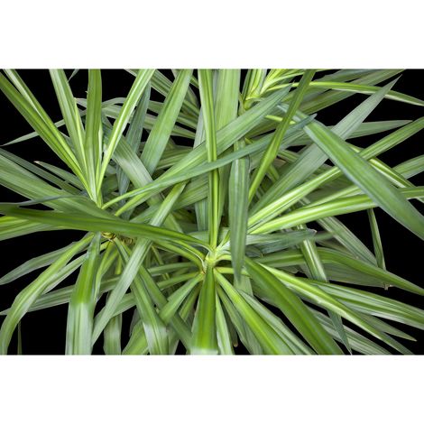 Papier peint panoramique jungle noir & vert | Tapisserie panoramique nature pour cuisine | Papier peint panoramique plante pour salle de bain - 270 x 400 cm (4 pièces) (1/2)