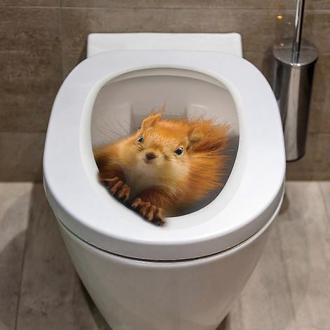 Autocollants décoratifs pour abattant de toilettes, motif écureuil, amovibles et imperméables, pour salle de bain et WC. (1/5)