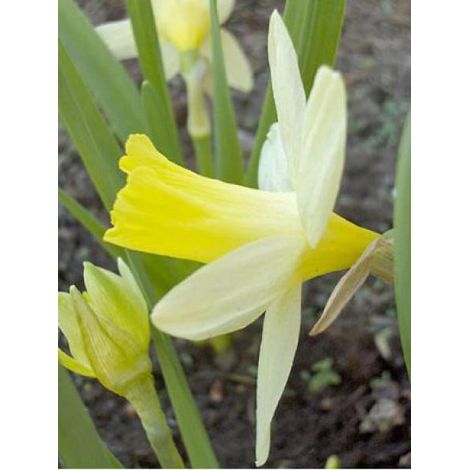 Narcisse 'Topolino' Bulbe calibre 8+ (par 15) (1/2)