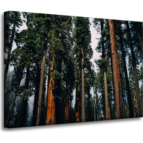 Leinwanddruck Natur Wald Nadelbäume 70x50