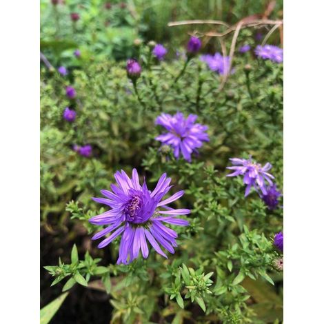 x Aster 'Prof. Anton Kippenberg' - Aster d'automne - Pot P9 (9 x 9 cm) -
