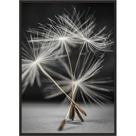 CUADRO, PÓSTER ENMARCADO 33x43 cm Diente de león P521 (1/4)
