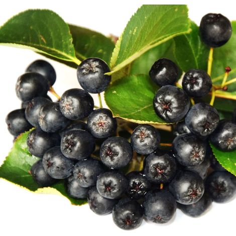 Aronie à feuilles d'arbousier Brilliant, Aronia/Pot de 3L - 20/40 cm (1/2)