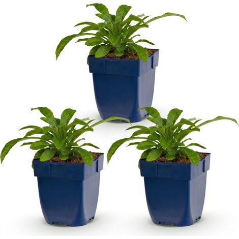 Campanule à feuilles de pêcher Alba - Plante vivace mellifère - Blanc - Lot de 3 - Pot 11 cm - PANGIVO (1/5)