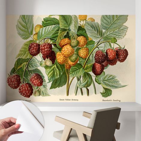 Fotomurale adesivo - Carta da parati adesiva - per la cucina camera da letto per la soggiorno - Lamponi classici 104x70 cm (1/5)