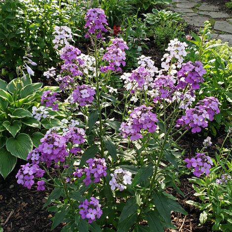 Bloomique - Lot de 3 - Hesperis Matronalis 'Violet' - Julienne des dames - Floraison abondante - Rustique - Vivace - Parfumée - Hauteur 10-20 cm - Pot 9 cm (1/5)