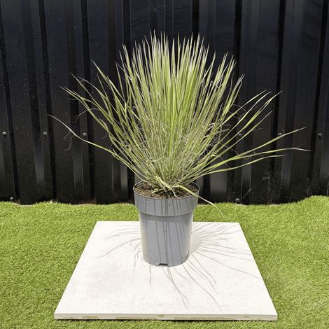 Yucca Elata Hauteur 60 cm (1/3)