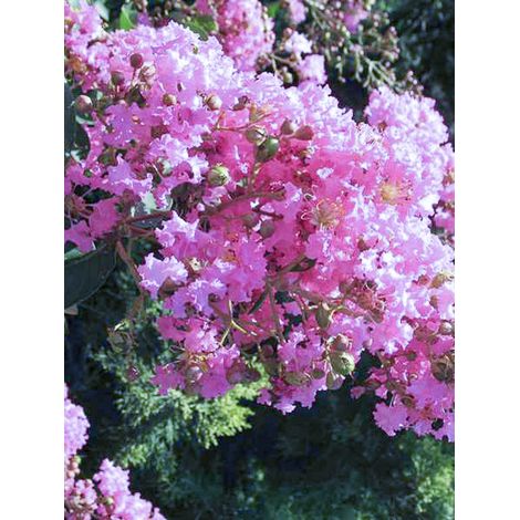 Lilas des Indes 'Summer Charm Hopi' Pot de 7,5L/10L