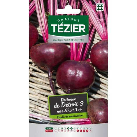 Tezier - Betterave de Détroit 3 race Short Top