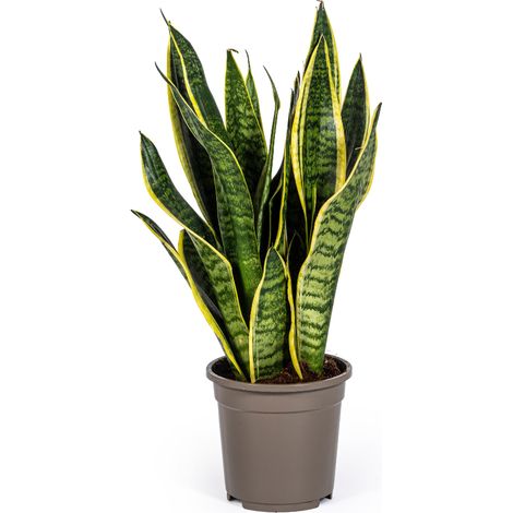 Sansevieria Trifasciata Futura Superba Plante d'Intérieur Feuilles Vert et Jaune Ø17cm 45-55cm - PANGIVO (1/3)