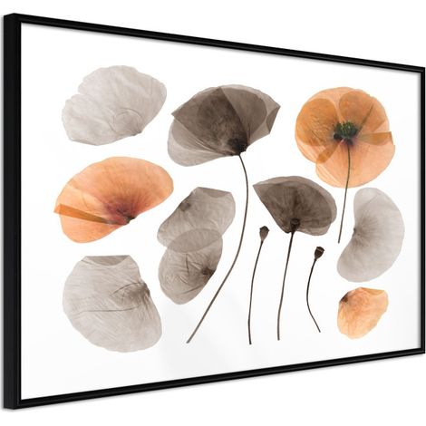 Affiche Murale Encadrée "Dried Poppies" 45 x 30 cm Noir