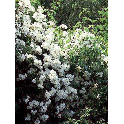 Rosier liane 'Wedding Day' Pot de 4L/5L