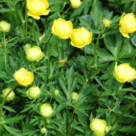 4 x Trolle  - Trollius 'Lemon Queen'  - godet 9x9 cm