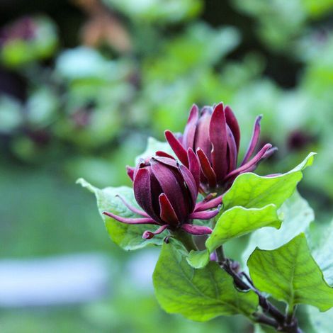 Calycanthus floridus - calicanto estivo - alveolo forestale