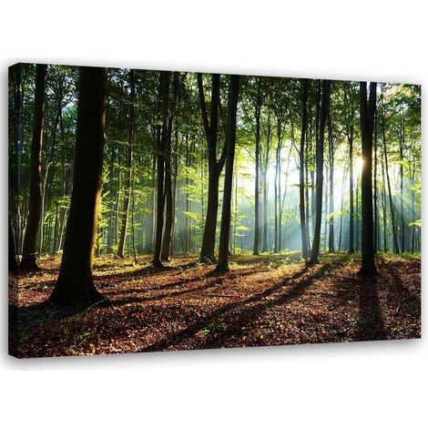 Tableau sur toile Forêt Arbres Rayons de soleil 60x40 (1/5)
