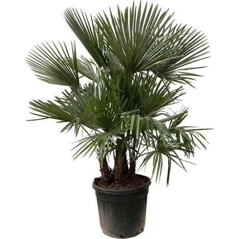 Palmier Trachycarpus Fortunei Multi-troncs - Plante Exotique Extérieur et Intérieur - 230 cm Ø 50 cm - PANGIVO
