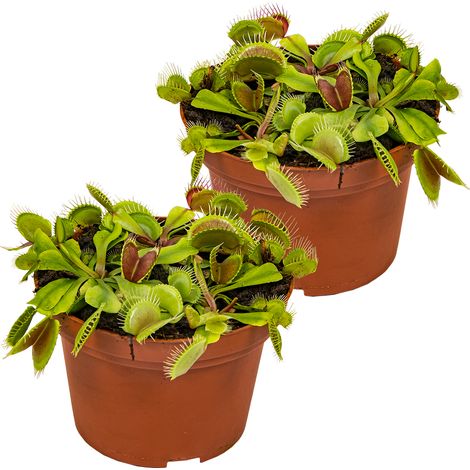 Bloomique - Lot de 2 - Dionaea Muscipula - Dionée Attrape-Mouche - Plante Carnivore - Plantes d’intérieur - Hauteur 10-15 cm - Pot 12 cm