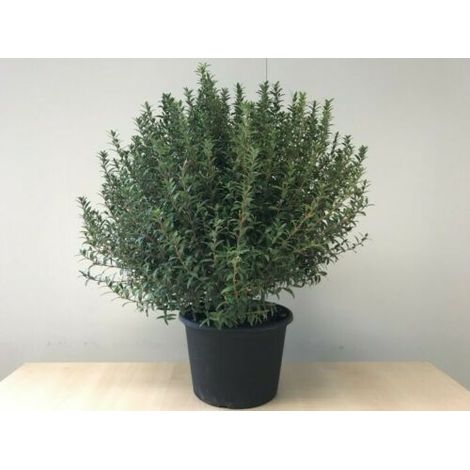 Mirto nano "Myrtus communis microphylla" pianta in vaso 9 cm 1 pianta