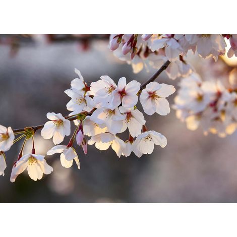 Tableau fleur de cerisier blanc & rose | Tableau japonais pour salle de bain | Tableau sur toile printemps fleuri pour cuisine - 0,7 x 0,5 m (1/2)