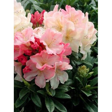 Rhododendron yakushimanum 'Percy Wiseman' Pot de 12 cm / 13 cm