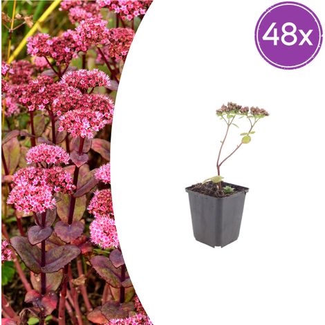 Lot de 48 Sedum 'Matrona' Plante Grasse Vivace pour Rocaille et Massif Rose Foncé H10-25 cm Ø 9 cm - PANGIVO (1/5)