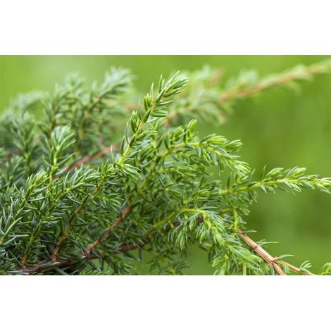 Zwergwacholder 'Holger' Juniperus squamata 'Holger' 2L 20- 30
