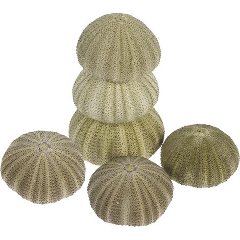 6 Stück Natural Seeigelschalen Muschelornamente als