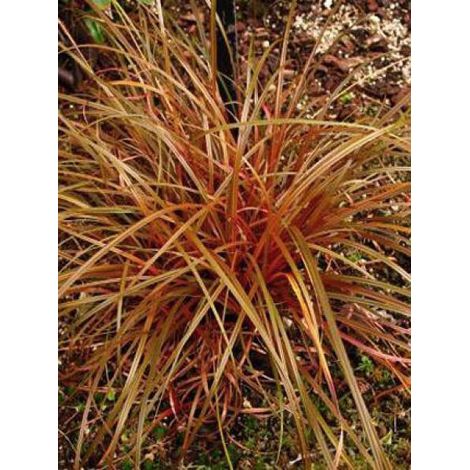 Uncinia rubra Godet de 8/9 cm