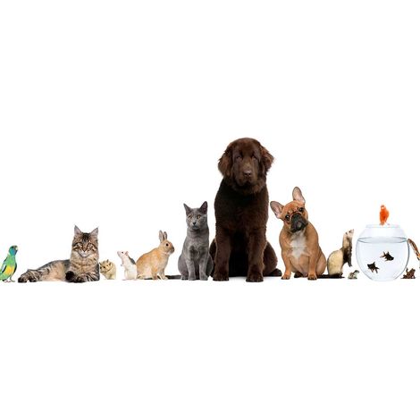 Tableau animaux de compagnie - 80x30 cm Toile imprimée (1/5)