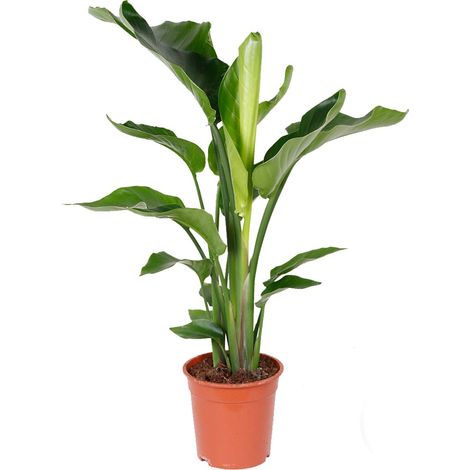 Bloomique - Strelitzia Nicolai - Plante Strelitzia - Oiseau de paradis - Plante d'intérieur grande - Plante verte purificatrice d'air - Hauteur 70-80 cm - Pot de 17 cm