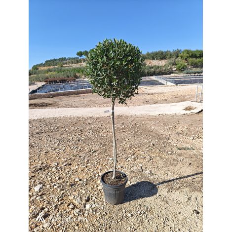 PHILLYREA ANGUSTIFOLIA ALB.30 1/2 FUSTO