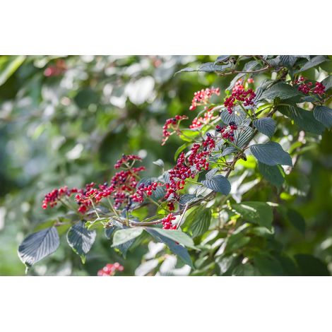 Wolliger Schneeball Viburnum lantana C 60- 100 (1/2)