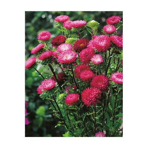 REINE MARGUERITE CERISE - 1 G