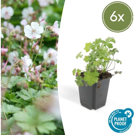 Lot de 6 Géraniums Vivaces Biokovo Couvre-sol Fleurs Blanc-Rosé Pot Ø 9 cm 10-25 cm - PANGIVO (1/5)