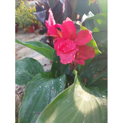 Canna X Generalis Tropical Rose
