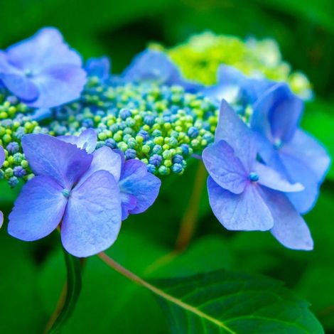 Hortensia à Bonnet de Dentelle 'Blue Bird' (Hydrangea Serrata) (1/5)