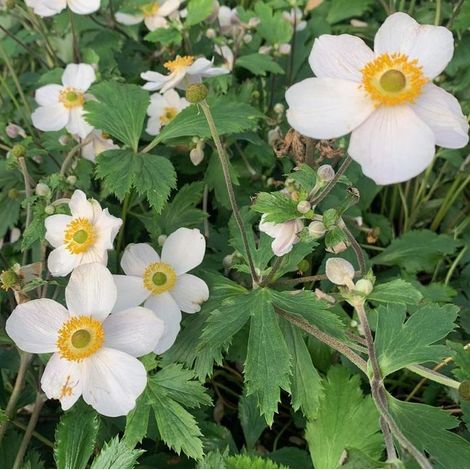 4 x Anémone du Japon  - Anemone 'Elfin Swan'  - godet 9x9 cm (1/4)