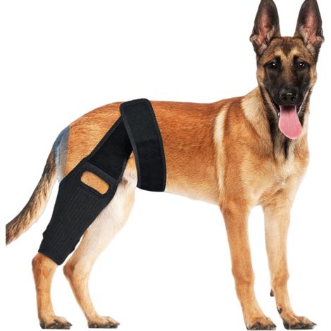 Orthèse de genou XL pour chien pour la récupération et le soutien du LCA (1/2)