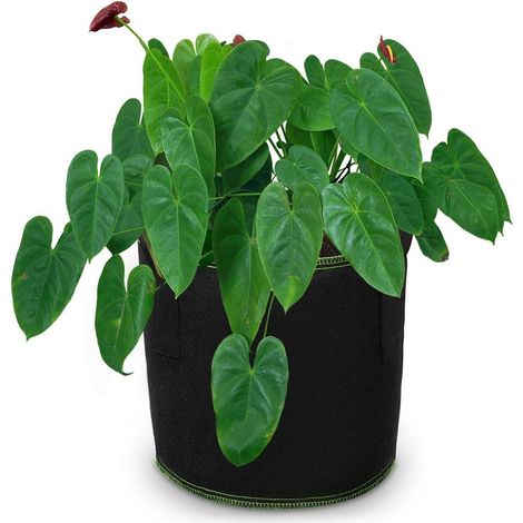 Filiyano-Lot de 5 sacs de culture de tomates de 5 gallons (environ 19 litres), en tissu non tissé respirant avec poignées, noirs.