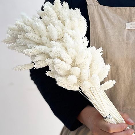 100 pcs Fleurs Séchées Bouquet Décor de Séché Phalaris Graminée Nature du Pelucheux Herbe pour Décoration de Maison de Mariage Arrangement Floral (Blanc) (1/5)
