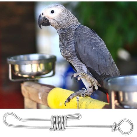 Chaîne de cheville en acier inoxydable pour perroquet de compagnie, anti-vol (taille moyenne) (1/5)