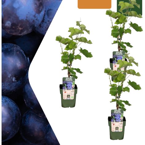 Lot de 3 Plantes de Vigne BIO Vitis vinifera pour Jardin et Balcon Pot Ø 13 cm Hauteur 20-25 cm - PANGIVO (1/5)